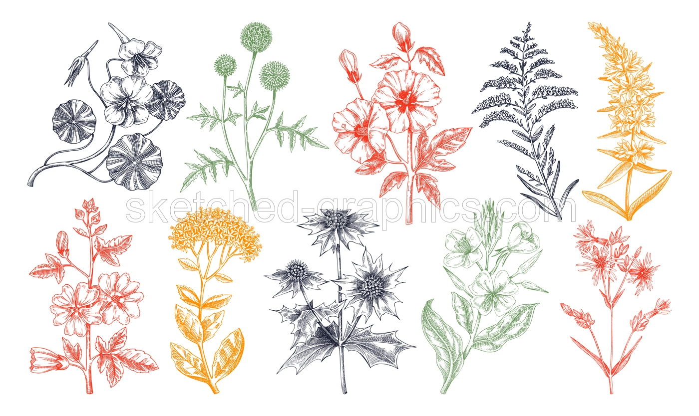 Hand drawn garden summer flower collection. Garden flowering plants sketches in color. Botanical illustrations isolated on white background. Floral design element in engraved style for prints, cards Illustration